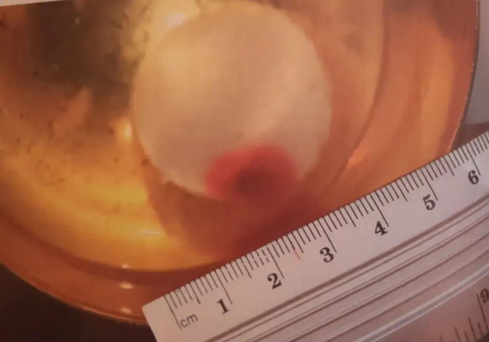 Cud eucharystyczny w Legnicy - co warto wiedzieć przed wizytą