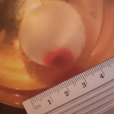 Hostia z plamą przypominającą krew, dowód cudu eucharystycznego w Legnicy, obok linijki mierzącej ok. 2 cm.
