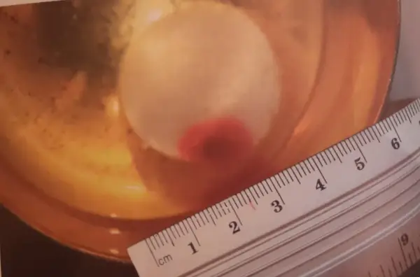 Cud eucharystyczny w Legnicy - co warto wiedzieć przed wizytą